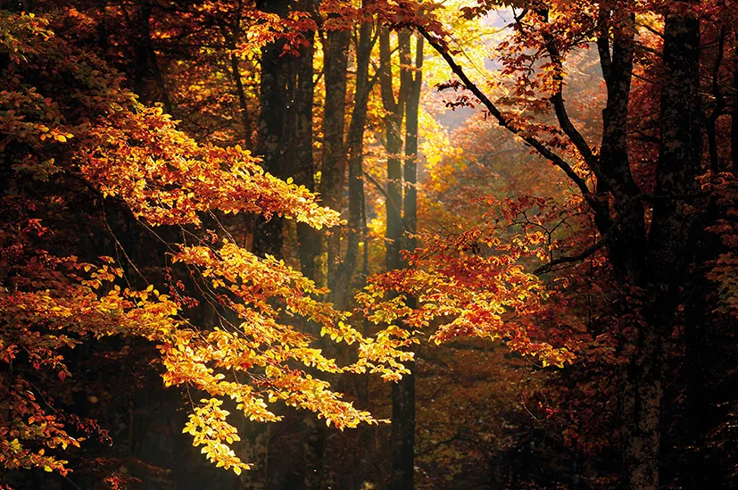Sartori Impianti - Bosco di Faggi