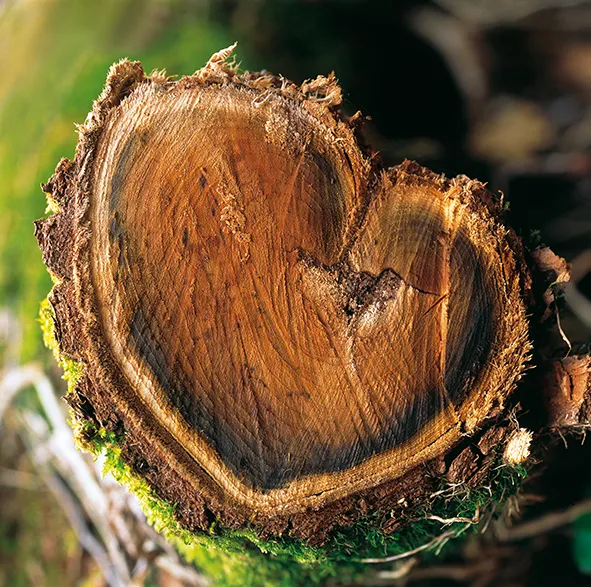 Sartori Impianti - Tronco d'albero
